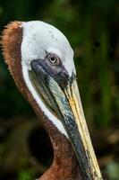 western pelikaan in Belize foto