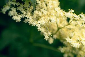 dichtbij omhoog van wit bloemen in de zon foto