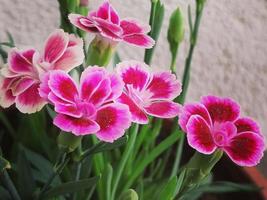 zoete william bloemen op het balkon foto