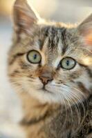 portret van een schattig klein kat. dichtbij omhoog foto