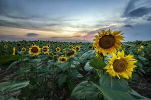 zonnebloem veld- onder de mooi zonsondergang lucht foto