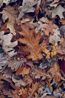 droge bruine bladeren in de herfst foto