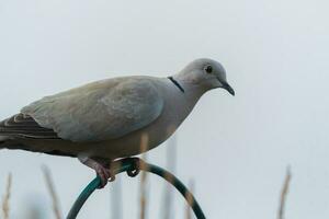 Afrikaanse collared duif foto