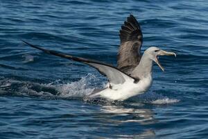 salvin's mollymawk albatros foto