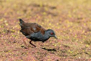 vlekkeloos crake in australasia foto