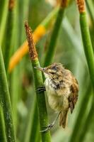 Australisch riet grasmus foto