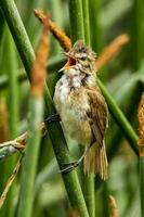 Australisch riet grasmus foto