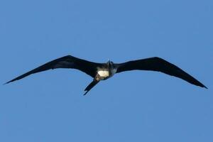 Super goed fregatvogel in Australië foto