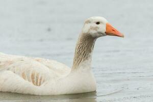 grauwe gans in australasia foto