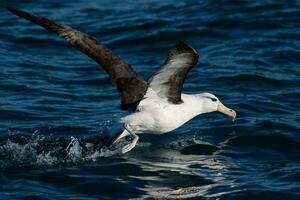 zwarte wenkbrauwen albatros in australasia foto