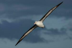zwarte wenkbrauwen albatros in australasia foto