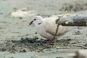 Afrikaanse collared duif foto