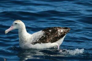 antipodisch albatros in australasia foto