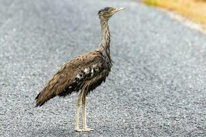 Australisch trap vogel foto