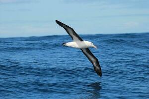 zwarte wenkbrauwen albatros in australasia foto