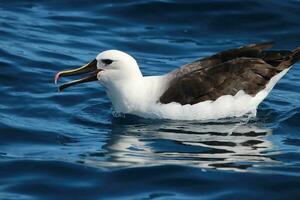 oostelijk gele neus albatros foto