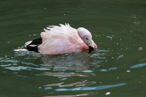 andean roze flamingo foto