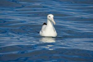 zuidelijk Koninklijk albatros in australasia foto