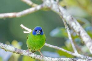 blauw gezicht papegaai vink in Australië foto