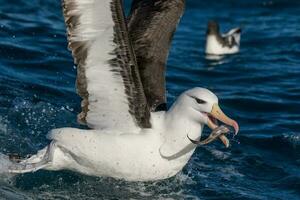 zwarte wenkbrauwen albatros in australasia foto