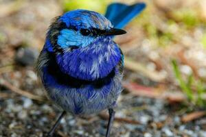 geweldig feeënkoninkje in Australië foto