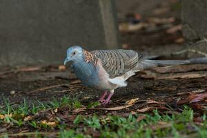 geschouderd duif in Australië foto