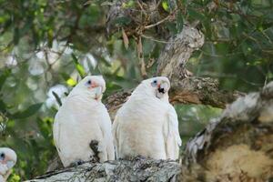 weinig corella in Australië foto