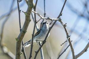 grijs grasmus gerygone van nieuw Zeeland foto