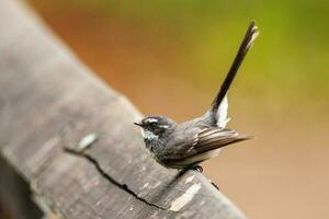 grijs fantail van Australië foto