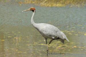 brolga kraan in Australië foto