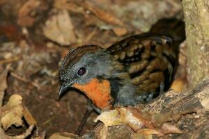 Australisch logrunner in Australië foto