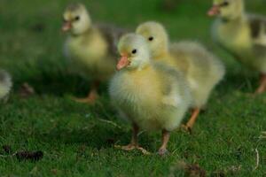 grauwe gans in australasia foto