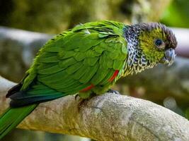 zwartgekapt conure van zuiden Amerika foto