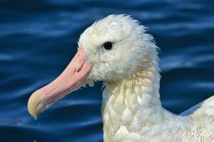 gibson zwervend albatros in nieuw Zeeland foto