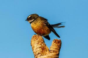 piwakawaka nieuw Zeeland fantail foto