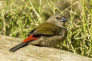 roodbruin vink in Australië foto