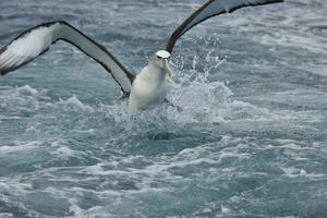 witgekapt mollymawk albatros foto