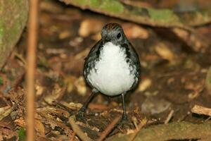 Australisch logrunner in Australië foto