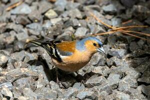 gemeenschappelijk vink vogel foto