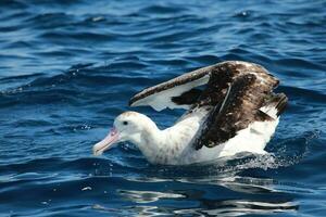 antipodisch albatros in australasia foto