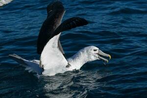 witgekapt mollymawk albatros foto