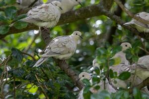 Afrikaanse collared duif foto