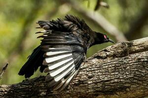 witvleugelig chough in Australië foto