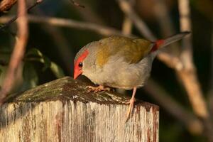 roodbruin vink in Australië foto