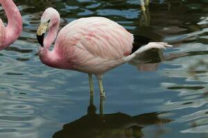 andean roze flamingo foto