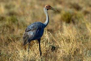 brolga kraan in Australië foto