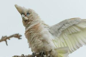 weinig corella in Australië foto