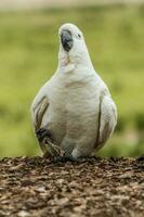 met zwavel kuif kaketoe in Australië foto