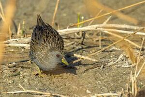 Australisch gevlekte crake foto