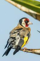 Europese distelvink vogel foto